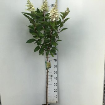 Syrén-Hortensia 'Candlelight' Opstammet 90 cm. 7,5 liter potte