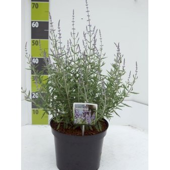 Russisk Salvie 'Lacey Blue' Potte 4,0 liter,- 40-50 cm.