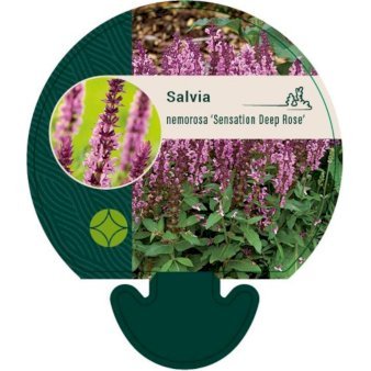 Staude-Salvie 'Deep Rose' 0,8 liter potte