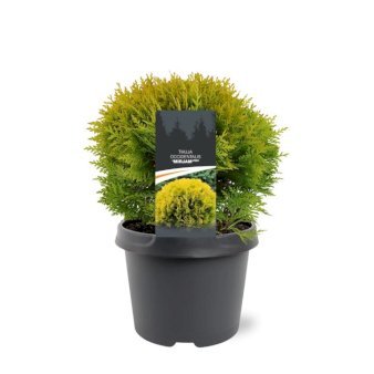 Almindelig Thuja 'Mirjam' 3 Liter potte