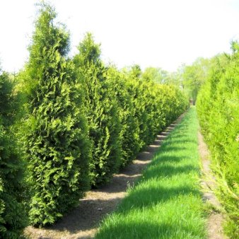 Almindelig Thuja 'King of Brabant'