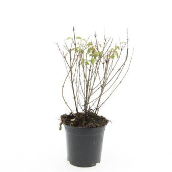 Havefuchia 'Riccartonii' 1,5 liter potte
