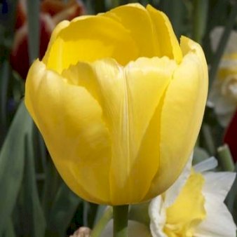 Tulipan 'Novi Sun' Blomsterløg, Antal pr. pakke 100 stk.