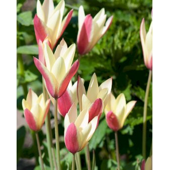 Tulipan clusiana 'Cynthia' Blomsterløg, Antal pr. pakke 100 stk.