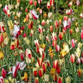 Tulipan 'Clusiana' mix XXL Blomsterløg, Antal pr. pakke 100 stk.