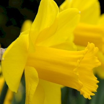Blandingsmix (bynavn) 'Eikenhorst' Blomsterløg, Antal pr. pakke 300 stk.