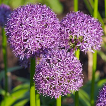 Prydløg 'Gladiator' XXL Blomsterløg, Antal pr. pakke 25 stk.