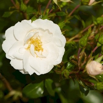 'Diamond Border'® A-Kvalitet,- barrods roser min. 2 grene