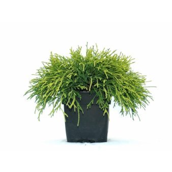 Trådcypres 'Filifera Sungold' 2 Liter potte