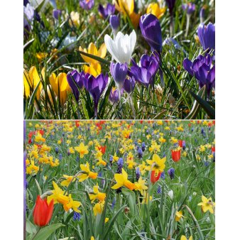 Tulipan 'Oxford' Storkøb Blomsterløg, Antal pr. pakke 350 stk.