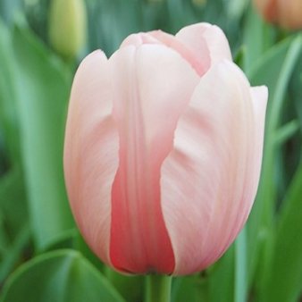 Tulipan 'Salmon Impression' Storkøb Blomsterløg, Antal pr. pakke 100 stk.