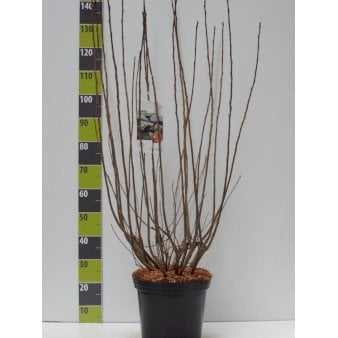 Storfrugtet Surbær Potte 12 liter,- 80-100 cm.