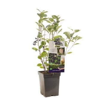 Storfrugtet Surbær Potte 4,0 liter,- 40-60 cm.