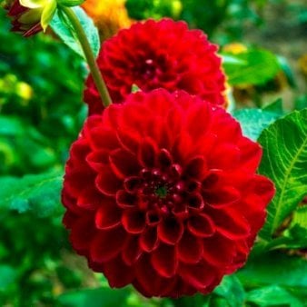Dahlia Melody Mambo