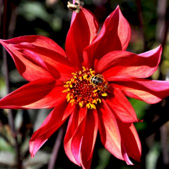 Dahlia Waltzing Mathilda