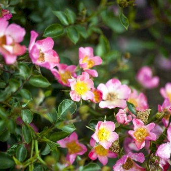 'Pink Cover'® A-Kvalitet,- barrods roser min. 2 grene