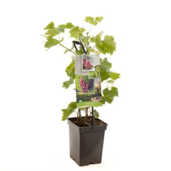 Vin planter Potte 4,0 liter,- 60-80 cm.