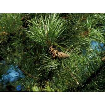 Køb 25 stk. Pinus contorta Barrods,- 3 års (2/1) 20-50 cm.