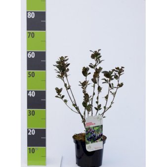 Blommebladet Surbær 'Nero' Potte 3,0 Liter, 40-60 cm