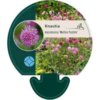 Blåhat 'Melton Pastels' 0,8 liter potte