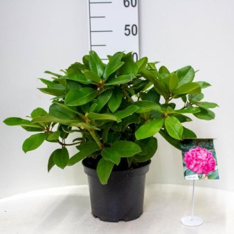 'Germania' 5 Liter potte