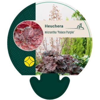 Alunrod 'Palace Purple' 0,8 liter potte
