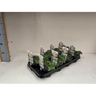 Oregano 1 liter potte