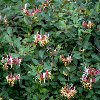 Almindelig Kaprifolia (Gedeblad) Opbundet Potte 2,0 liter 3 bambusstokke