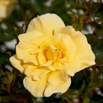 'Sunburst Border'® A-Kvalitet,- barrods roser min. 2 grene