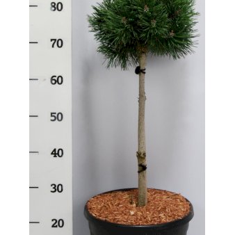 Bjergfyr 'Mops' Opstammet 40 cm. med potte