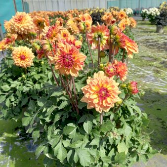 Dahlia maxi ‘Tequila’ 5 Liter potte