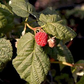Efterårs Hindbær 'Boheme' Potte 2,0 liter,- Opbundet