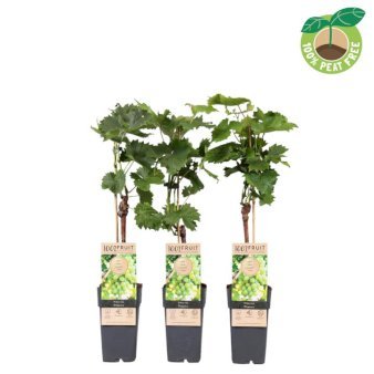 Vin 'Phönix' 2 Liter potte