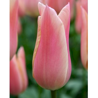 Tulipan 'Sanne' Storkøb Blomsterløg, Antal pr. pakke 100 stk.