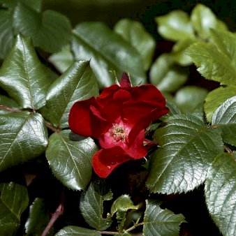Rynket rose 'Kordes Robusta'Â® A-kvalitet barrodsroser, min 3 grene