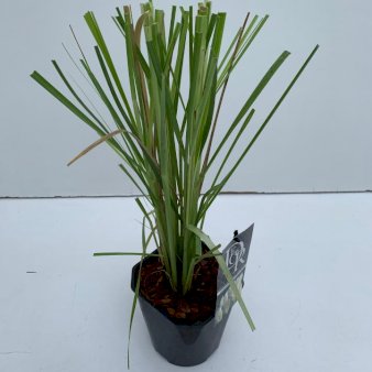 Pampasgræs Potte 2,0 liter,- 30-40 cm.