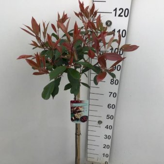 Glansmispel 'Red Robin' Opstammet 90 cm. 10 liter potte