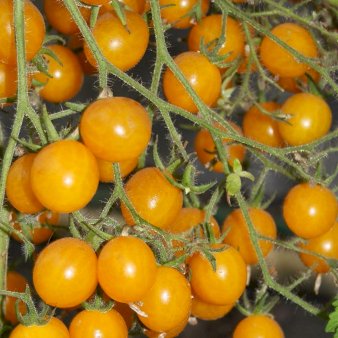 Øko Tomat 'Yellow Clementine'