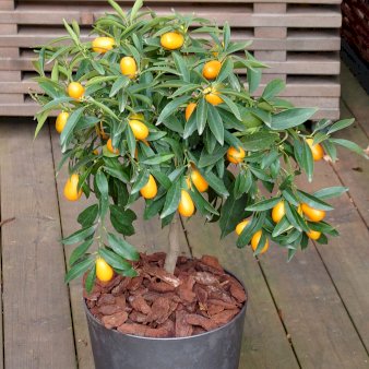 Kumquat med frugt Opstammet 50 cm. 4 liter potte