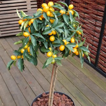 Kumquat med frugt Opstammet 100 cm. 5 liter potte