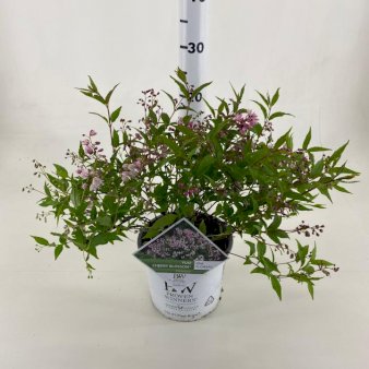 Stjernetop 'Yuki Cherry Blossom'Â® PW Potte 3,0 liter,- 30-40 cm.