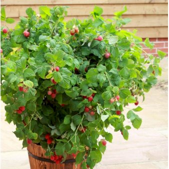 Sommer hindbær 'Ruby Beauty' 5 liter potte