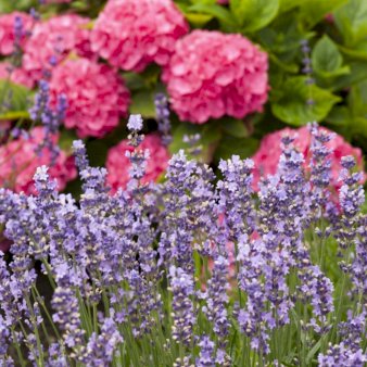 Lavendel 'Hidcote Blue' 0,8 liter potte