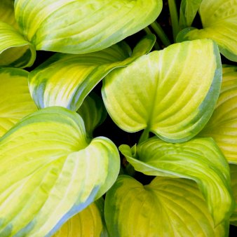 Hosta 'Stained Glass' 2 liter potte