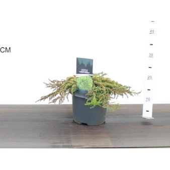 Almindelig Enebær 'Lemon Carpet' 20-25 cm, Potte 3 liter