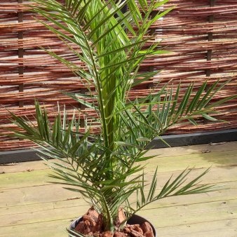 Fønix palme Potte 3,0 liter,- 60-70 cm.