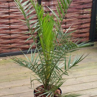 Fønix palme Potte 4,0 liter,- 70-80 cm.