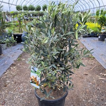 Oliven busk Potte 10 liter,- 50-60 cm.