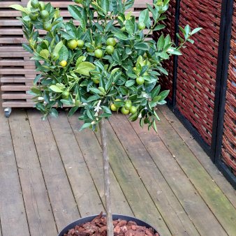 Kalamondin træ med frugt Opstammet 100 cm. 5 liter potte