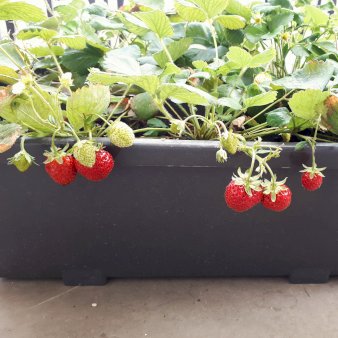 Jordbær 'Florentina' 10,5 cm potte